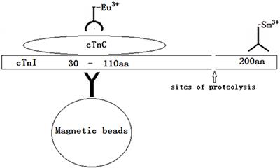 Establishment and Application of a Dual-Labeling Time-Resolved Fluorescence Immunoassay Method for Simultaneous Detection of the Troponin I-C Complex and Full-Size-Troponin I